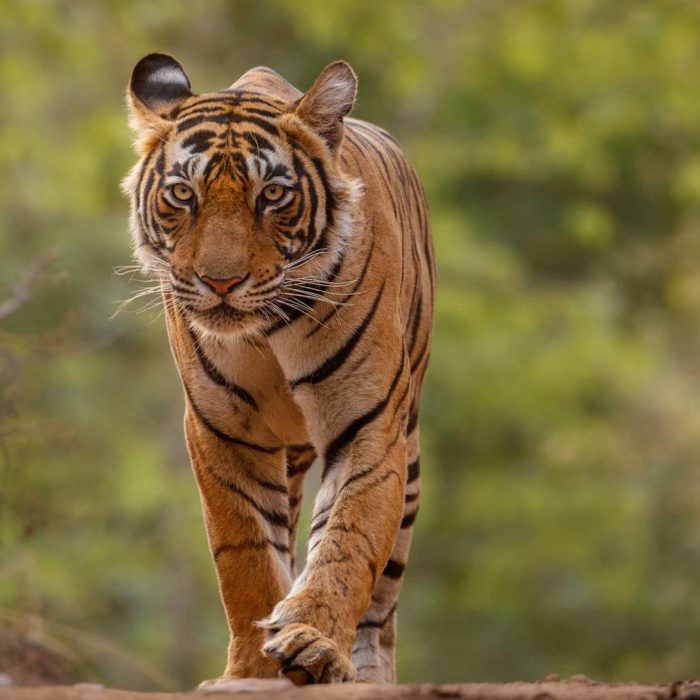 hero-amazing-bengal-tiger-nature-w1920